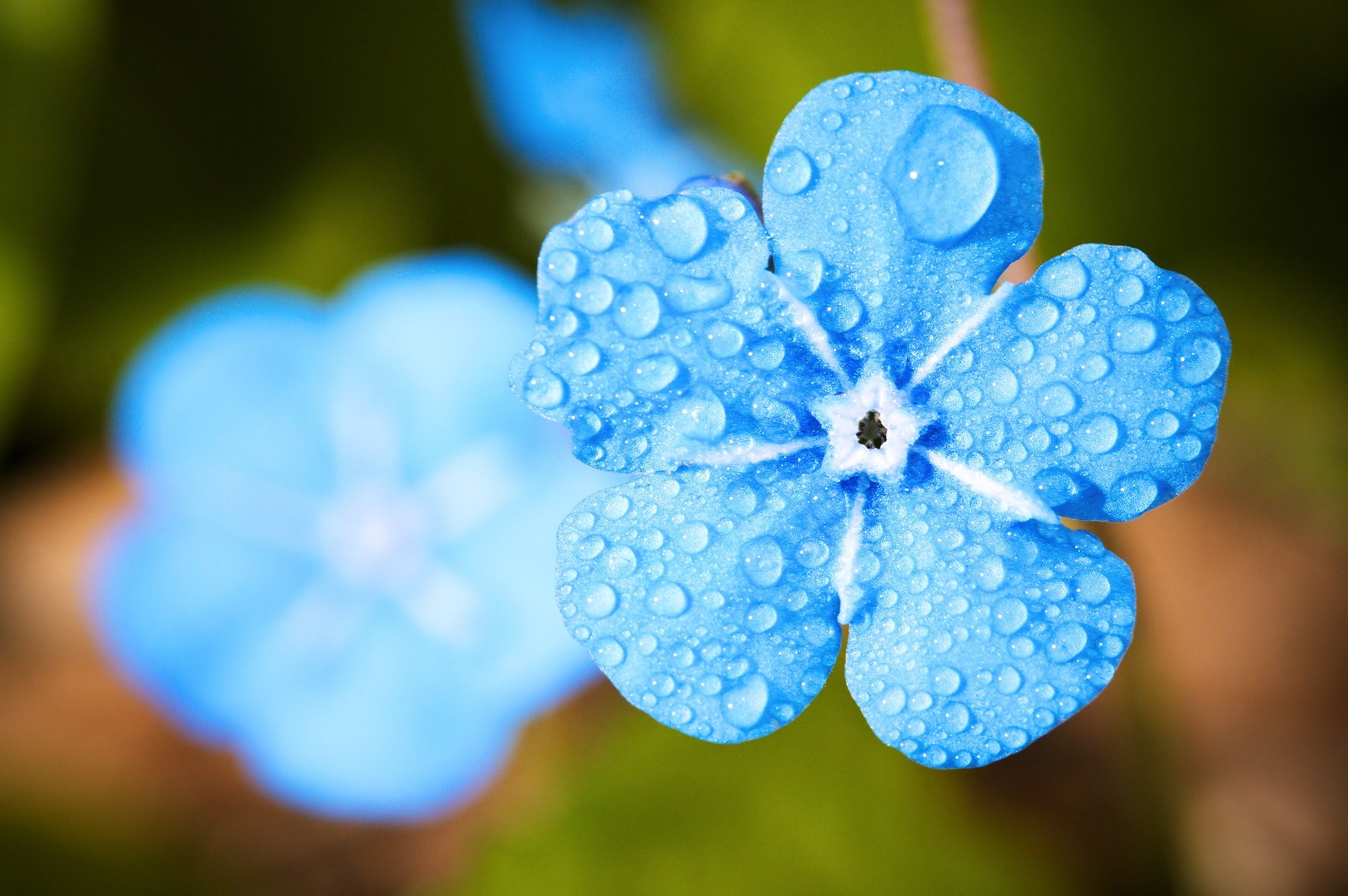 水滴の花