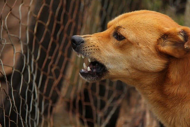 吠える犬