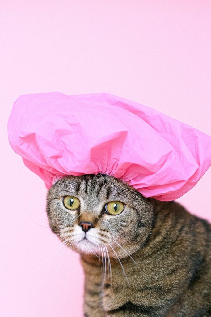 brown tabby cat wearing shower cap