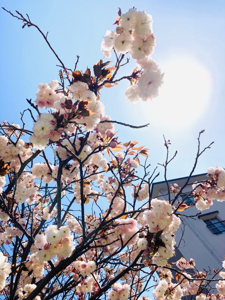 八重桜